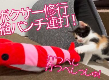 ヨチヨチ子猫たち、明日のための猫パンチ連打　The kitten boxers