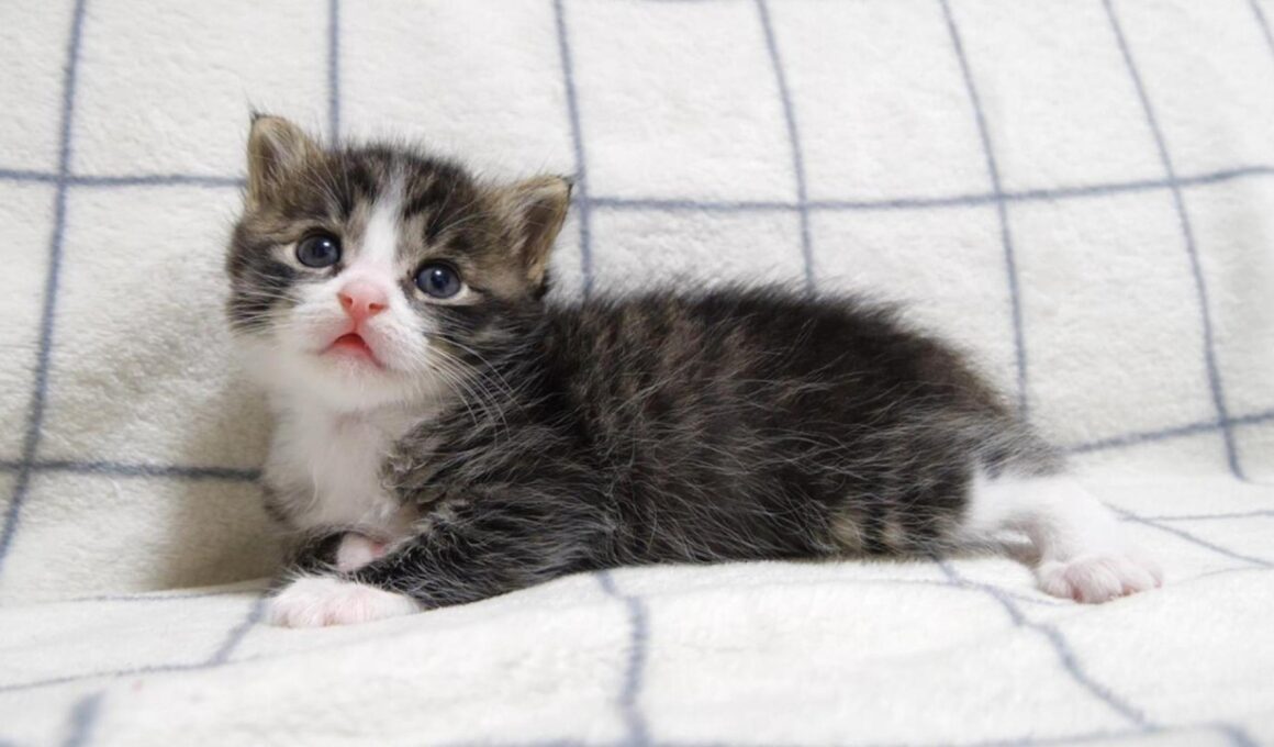 カワイイ鳴き声で赤ちゃん子猫がミルクの順番を急かす？【赤ちゃん猫　保護猫】