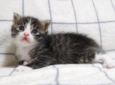 カワイイ鳴き声で赤ちゃん子猫がミルクの順番を急かす？【赤ちゃん猫　保護猫】