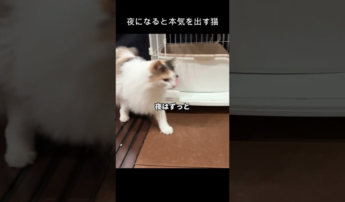 ビビりすぎな猫　#ノルウェージャンフォレストキャット