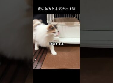 ビビりすぎな猫　#ノルウェージャンフォレストキャット