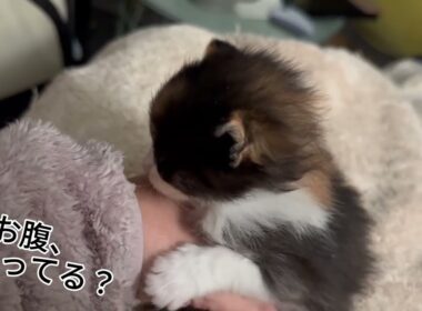 保護された子猫のミルク拒否　①ー２