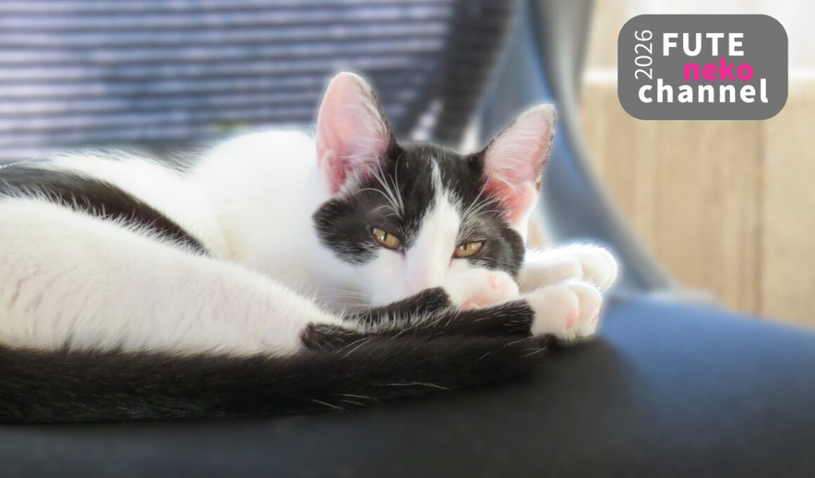 保護猫が大物を取ってきました【保護子猫】