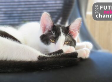 保護猫が大物を取ってきました【保護子猫】