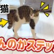 やんのかステップが立派な子猫【保護猫３匹との暮らし】