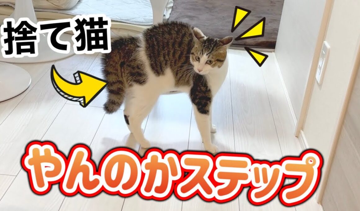 やんのかステップが立派な子猫【保護猫３匹との暮らし】