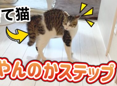 やんのかステップが立派な子猫【保護猫３匹との暮らし】