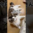 2026/01/31今日のノルさん #猫 #ペルシャ #カシス #cat #猫のいる暮らし