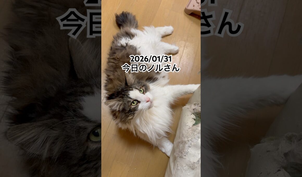 2026/01/31今日のノルさん #猫 #ペルシャ #カシス #cat #猫のいる暮らし