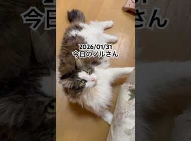 2026/01/31今日のノルさん #猫 #ペルシャ #カシス #cat #猫のいる暮らし