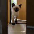 マメちゃんミケちゃんが、シャム猫の子猫を連れて行く帰って来た💕