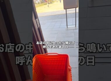 店内に入ったら鳴いて呼んでた。初めて君に出会った日のこと。#保護猫 #野良猫 #子猫 #黒猫