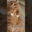 これがセルカークレックス！もこもこカール毛のぬいぐるみ猫🐱✨ #セルカークレックス #猫好き #かわいい猫