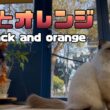 バーマン猫ラフ【黒とオレンジ】Black and orange（バーマン猫）Birman/Cat