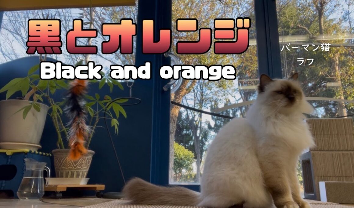 バーマン猫ラフ【黒とオレンジ】Black and orange（バーマン猫）Birman/Cat