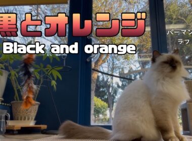 バーマン猫ラフ【黒とオレンジ】Black and orange（バーマン猫）Birman/Cat