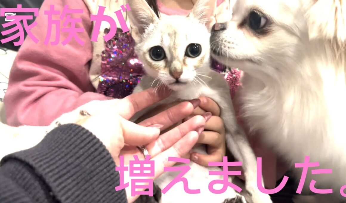 【多頭飼い】 8匹目！？シンガプーラが家族になりました。#猫 #猫のいる暮らし #猫動画