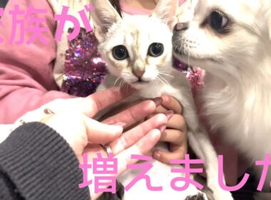 【多頭飼い】 8匹目！？シンガプーラが家族になりました。#猫 #猫のいる暮らし #猫動画