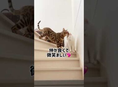 朝目覚めたらそこは癒しの空間だった...ベンガル猫と白猫はとっても仲良し！#shorts