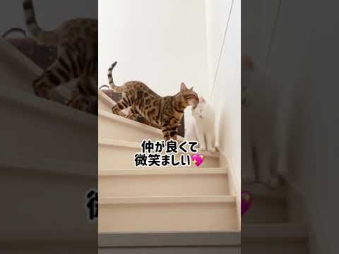 朝目覚めたらそこは癒しの空間だった...ベンガル猫と白猫はとっても仲良し！#shorts