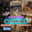 20260105メインクーンだけの【猫カフェのライブ配信】#cat #cooncat #mainecat #もふもふ