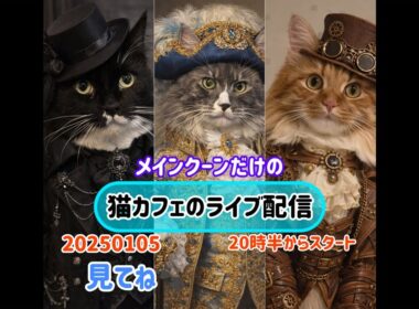 20260105メインクーンだけの【猫カフェのライブ配信】#cat #cooncat #mainecat #もふもふ