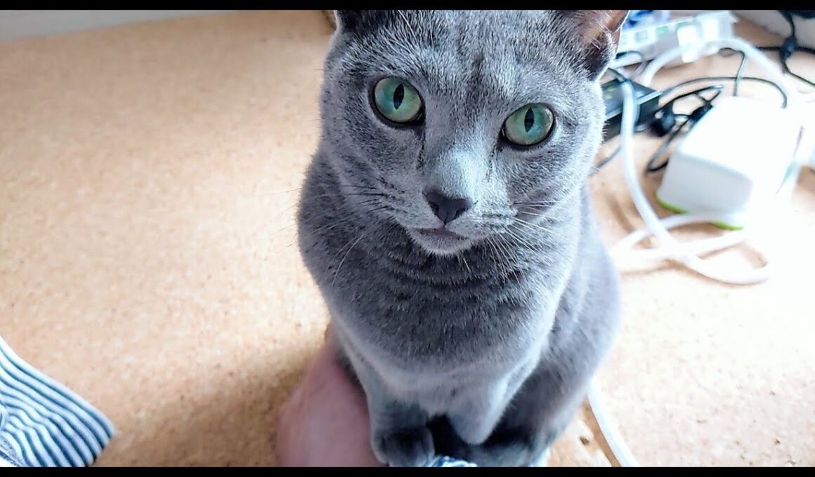 【猫動画】我が家のロシアンブルーが寒いと言うのでコタツを出しました【russianblue】Russian blue is cold, so I put out a kotatsu