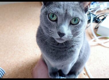 【猫動画】我が家のロシアンブルーが寒いと言うのでコタツを出しました【russianblue】Russian blue is cold, so I put out a kotatsu