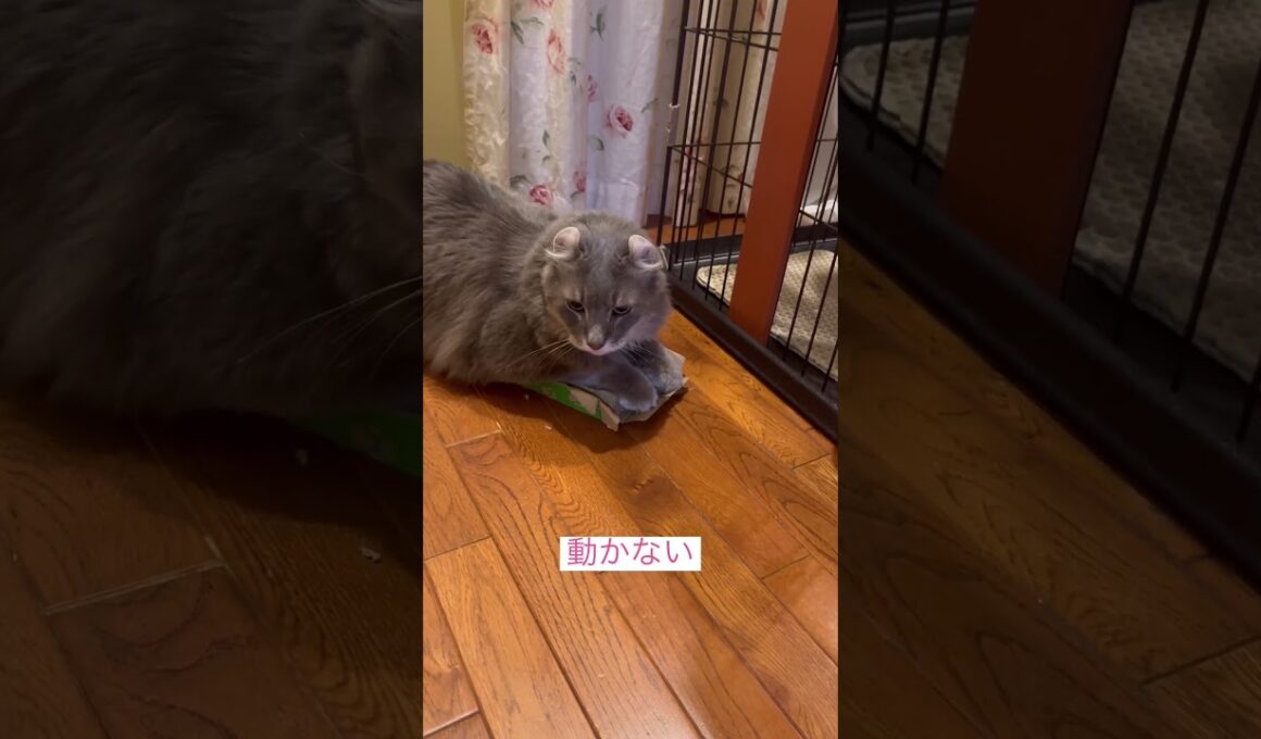 来るならこい #ねこ動画 #アメリカンカール #猫好きさんと繋がりたい