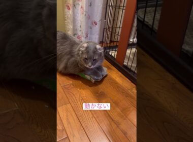 来るならこい #ねこ動画 #アメリカンカール #猫好きさんと繋がりたい