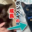『小さな黒豹』ボンベイが赤ちゃんから大人になるまで【黒猫】【子猫】