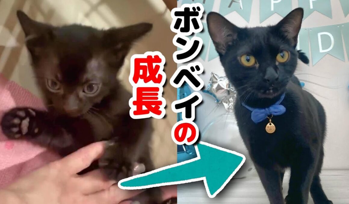 『小さな黒豹』ボンベイが赤ちゃんから大人になるまで【黒猫】【子猫】