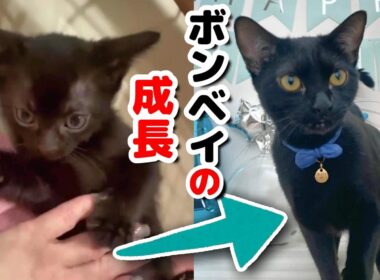 『小さな黒豹』ボンベイが赤ちゃんから大人になるまで【黒猫】【子猫】
