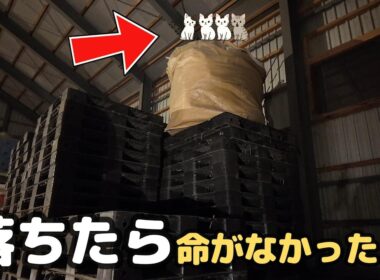 まだ知らなかった、これから始まる闘いを…4匹の子猫を保護【保護猫日記】