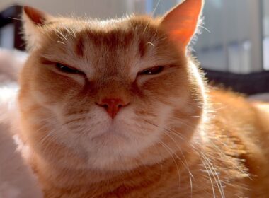 【定期】ドアップリン