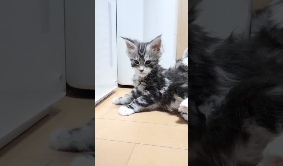 生後45日シルバーのメインクーンドンチッチ君