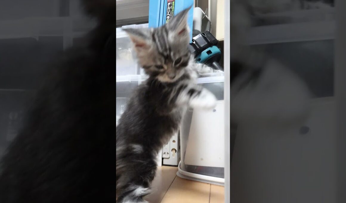 生後45日シルバーのメインクーンドンチッチ君