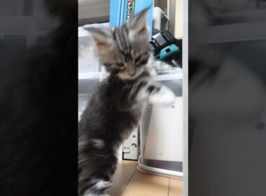 生後45日シルバーのメインクーンドンチッチ君