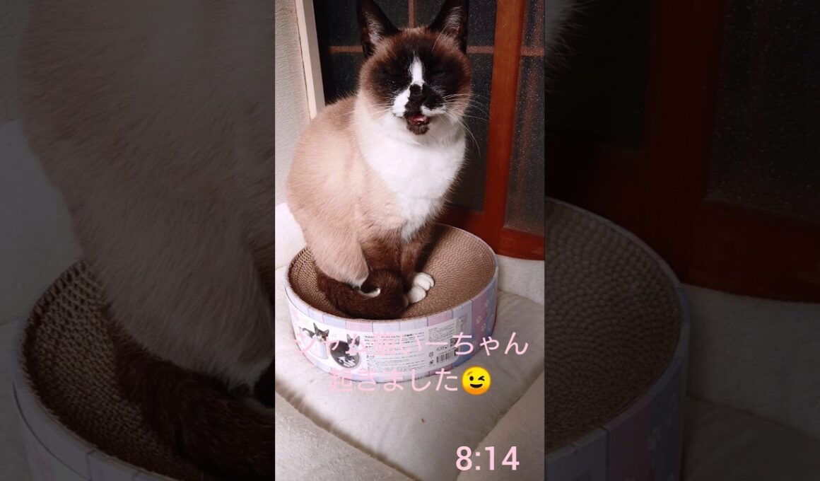 シャム猫さんの朝🐾#猫 #ねこ #cat #Shorts