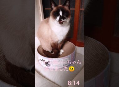 シャム猫さんの朝🐾#猫 #ねこ #cat #Shorts