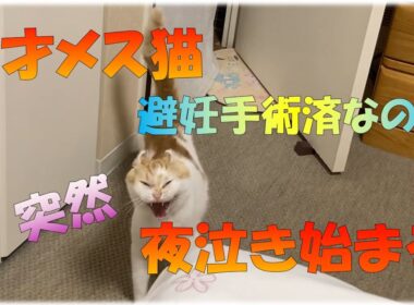 ８歳メス猫夜泣き始まる #夜泣き #猫 #アメリカンカール