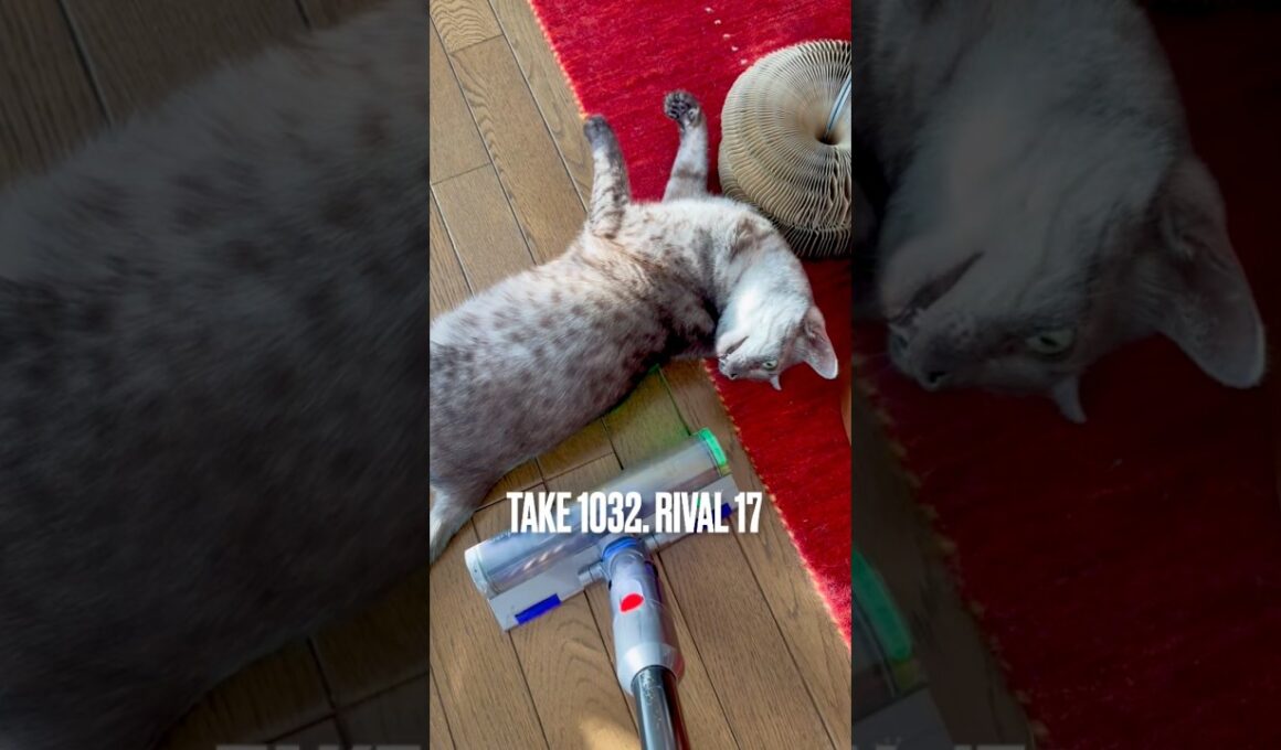 #ダイソンなんか怖くない猫 なぜかマキタは怖がる #縄張り #egyptianmaucat #エジプシャンマウスモーク #エジプシャンマウ #エジプシャンマウの仲間たち #猫と暮らす #shorts