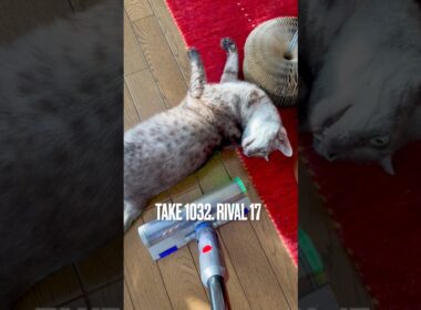 #ダイソンなんか怖くない猫 なぜかマキタは怖がる #縄張り #egyptianmaucat #エジプシャンマウスモーク #エジプシャンマウ #エジプシャンマウの仲間たち #猫と暮らす #shorts