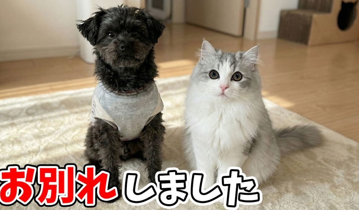 犬の親友とお別れした子猫がまさかのこうなった…涙