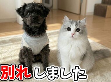 犬の親友とお別れした子猫がまさかのこうなった…涙