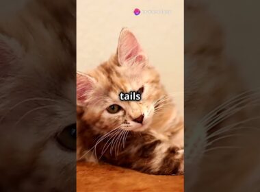 5 Fascinating Facts About Manx Cats! 🐱 #shorts