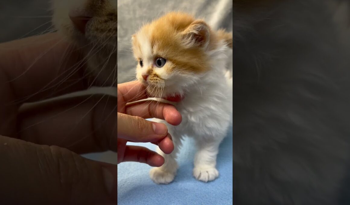 マンチカン（足長）の子猫ちゃん【子猫】#shorts