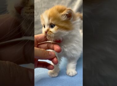 マンチカン（足長）の子猫ちゃん【子猫】#shorts