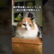 猫が実は楽しみにしている人間の行動が想像以上だった　 #猫 #雑学 #ねこ #猫のいる生活 #猫好き #猫の雑学 #ネコ #名もなき風景 #cat