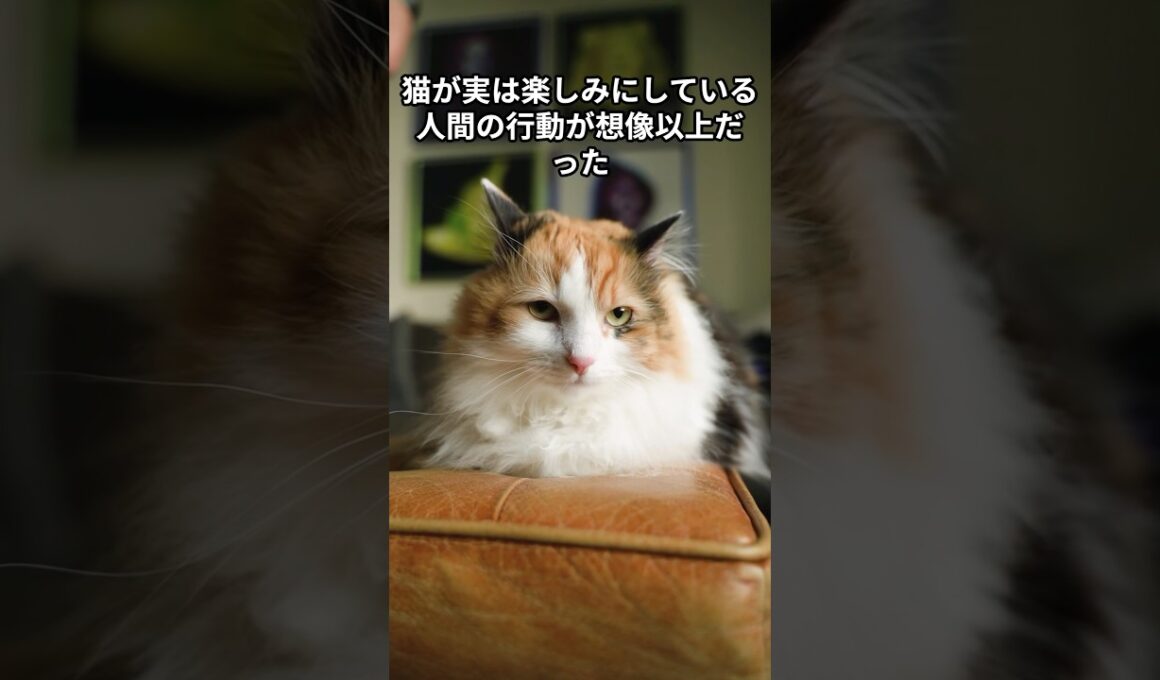 猫が実は楽しみにしている人間の行動が想像以上だった　 #猫 #雑学 #ねこ #猫のいる生活 #猫好き #猫の雑学 #ネコ #名もなき風景 #cat